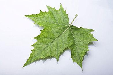 《欧洲卡车模拟2》将发布主机版 好评卡车旅游